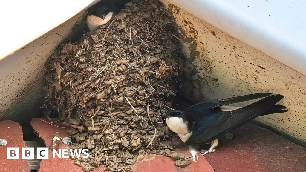 House martin Hampshire nests surveyed as numbers decline