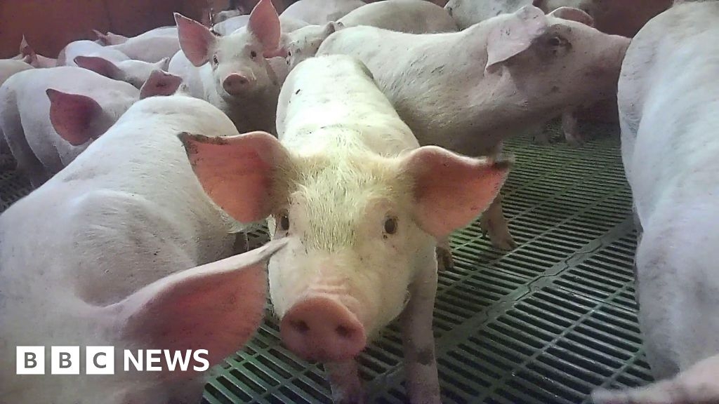 Cranswick launches review after Lincolnshire pig farm abuse claim