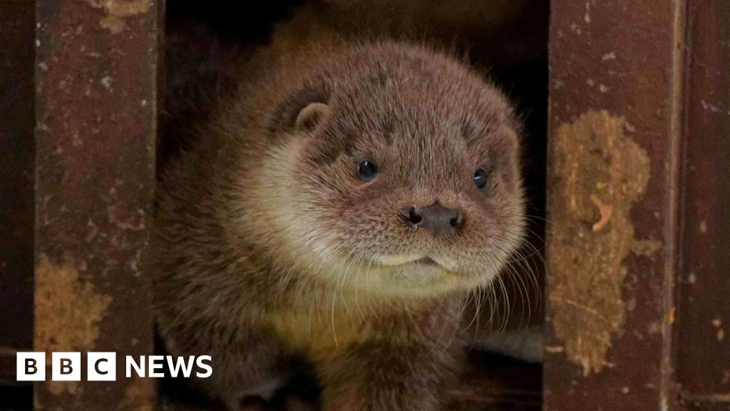 Crying baby otter rescued by Ipswich river