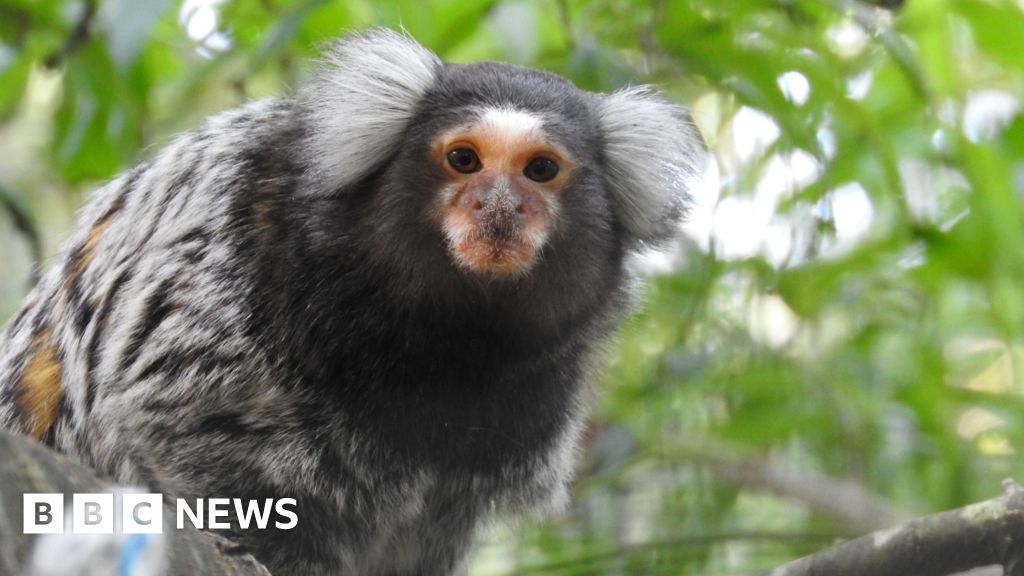 Cornwall monkey sanctuary site for sale amid funding struggles