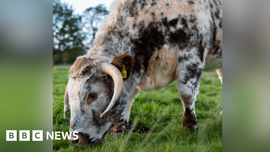 Longhorn cattle arrive at Scotney Castle near Tunbridge Wells