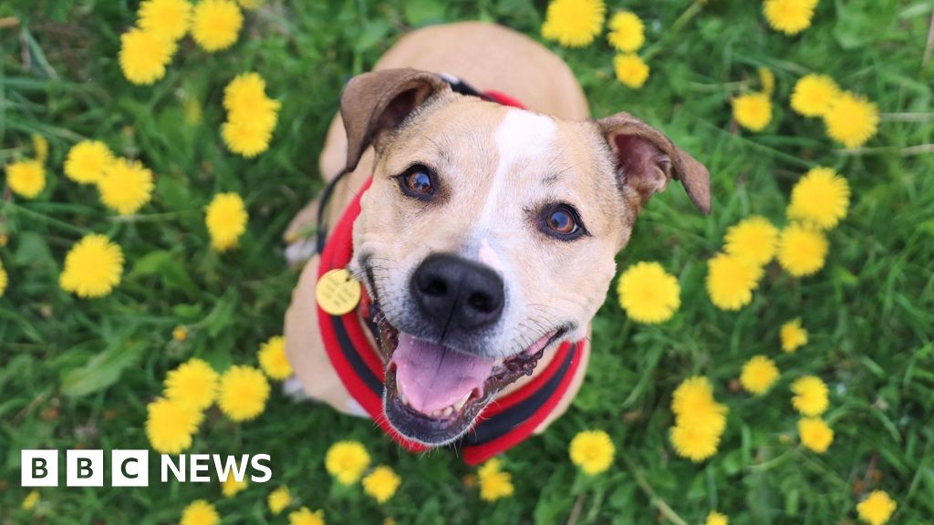 Sussex charity warns owners to keep dogs away from spring plants