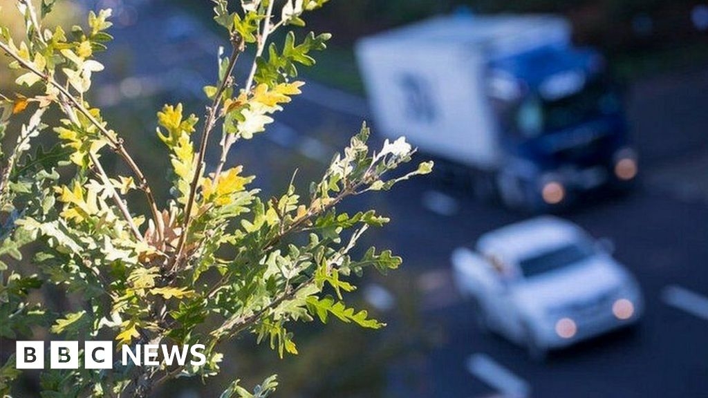 Cambridgeshire residents plant own trees to replace dead A14 ones