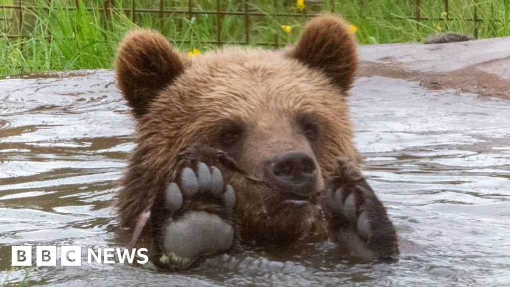 Rescued twin brown bear cubs find forever home in Devon