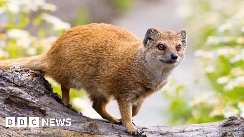 Escaped Manx mongoose Gef recaptured at brewery 17 miles from home