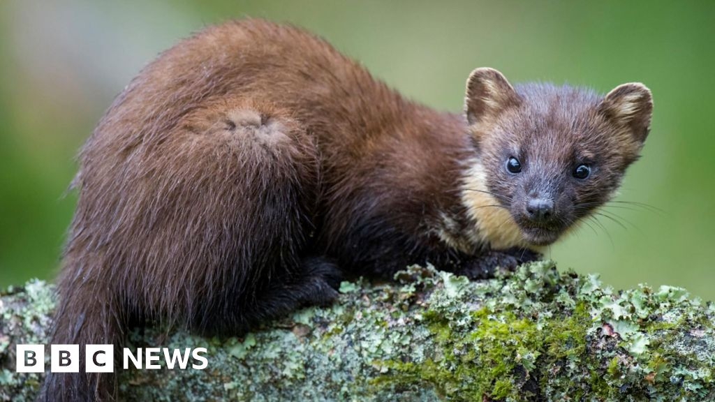 Mount Stewart: BBC Winterwatch to host 2025 show at County Down estate