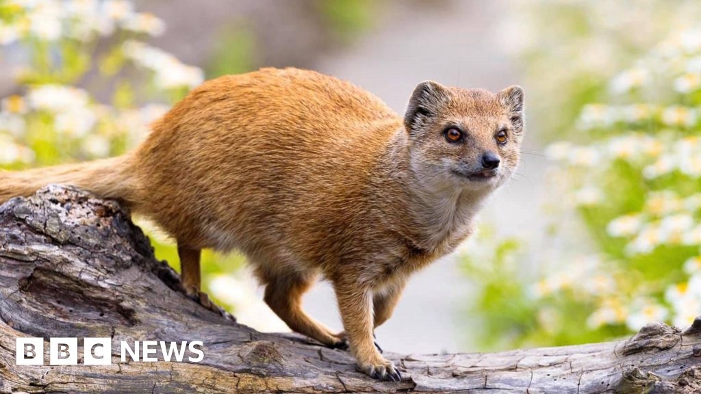 Escaped mongoose from Curraghs Wildlife Park spotted in Douglas