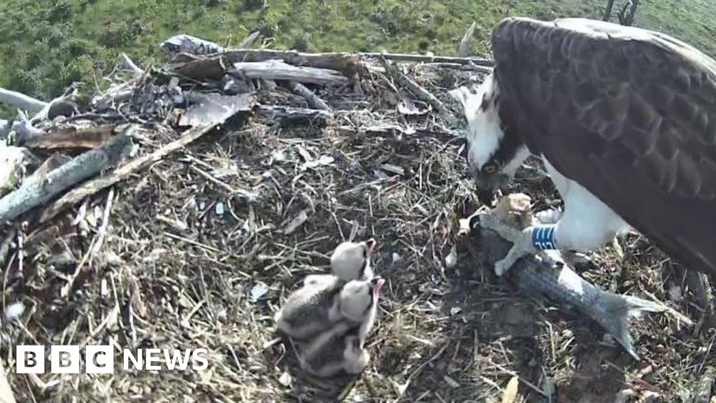 Osprey chicks from second pair hatch at Cumbrian nature reserve
