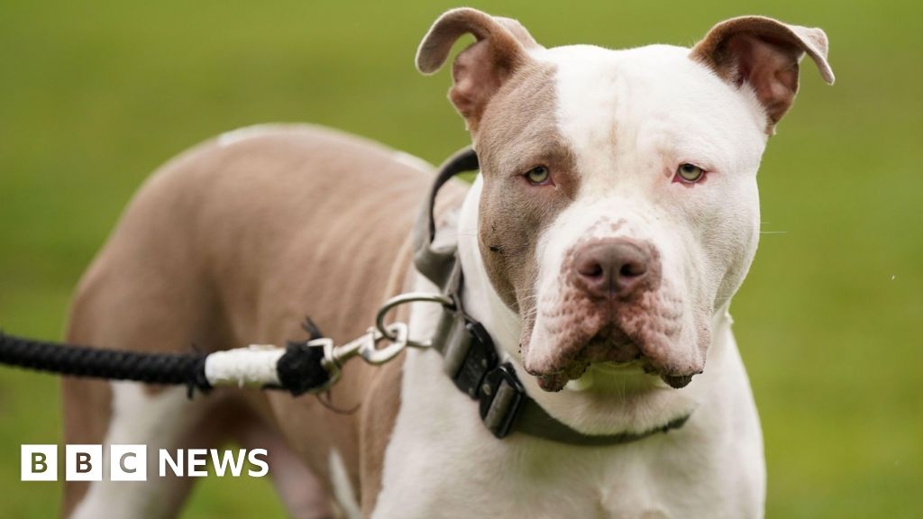 Dumped XL bullies are risk to officers