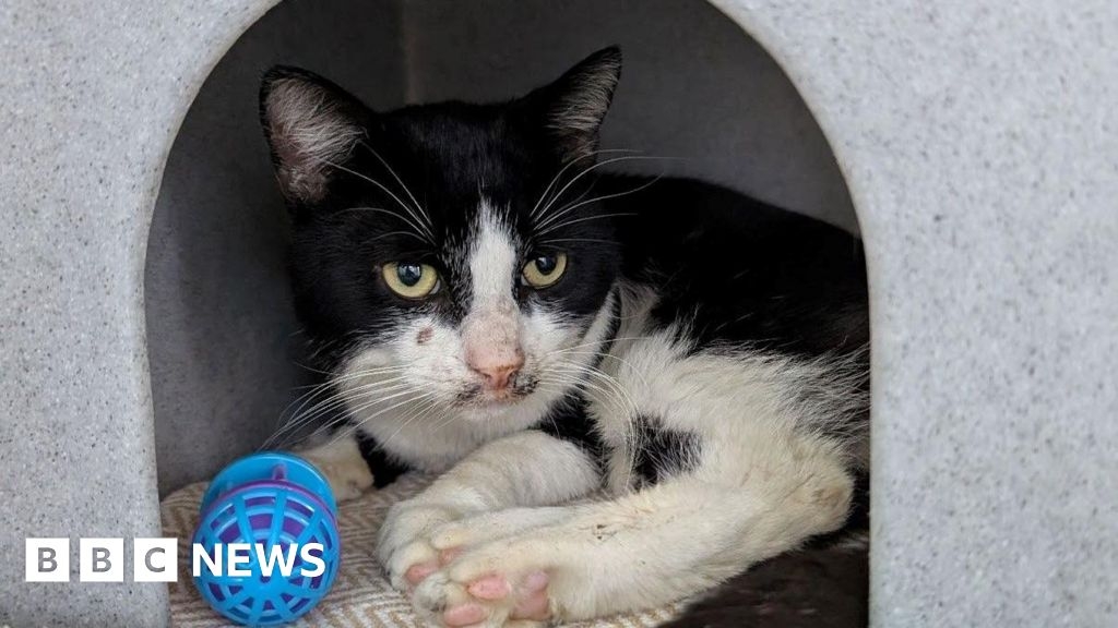 'Hero' teen rescues cat from gang attack in Smethwick