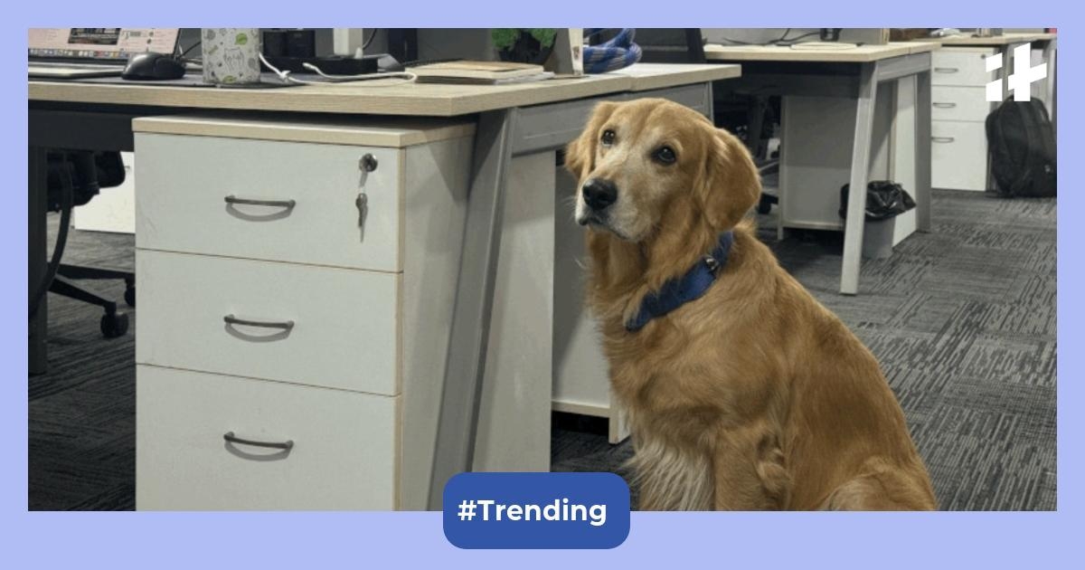Hyderabad startup hires golden retriever as Chief Happiness Officer, and the Internet can't handle the cuteness