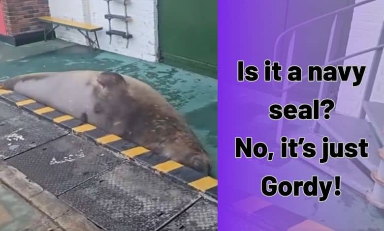 From Gordon's Bay to Simon's Town: Elephant seal's travels raise questions