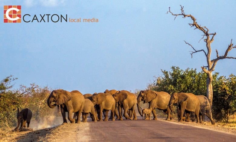 Herd of elephants trample woman to death in Kruger National Park