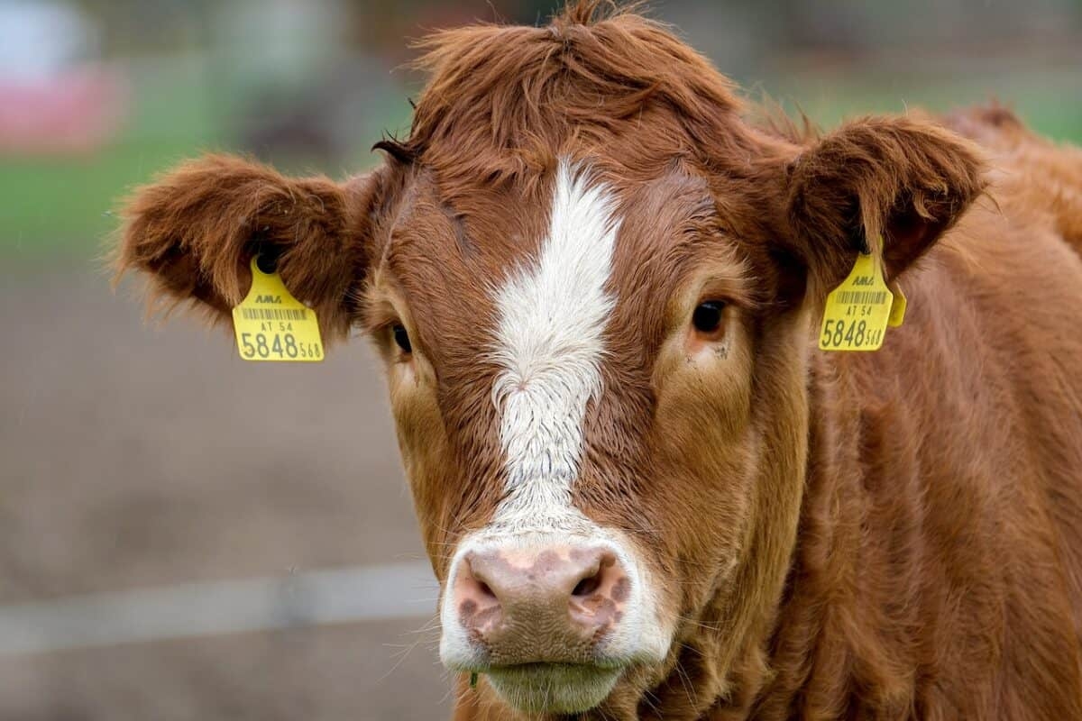 Foot and mouth disease detected in the North West