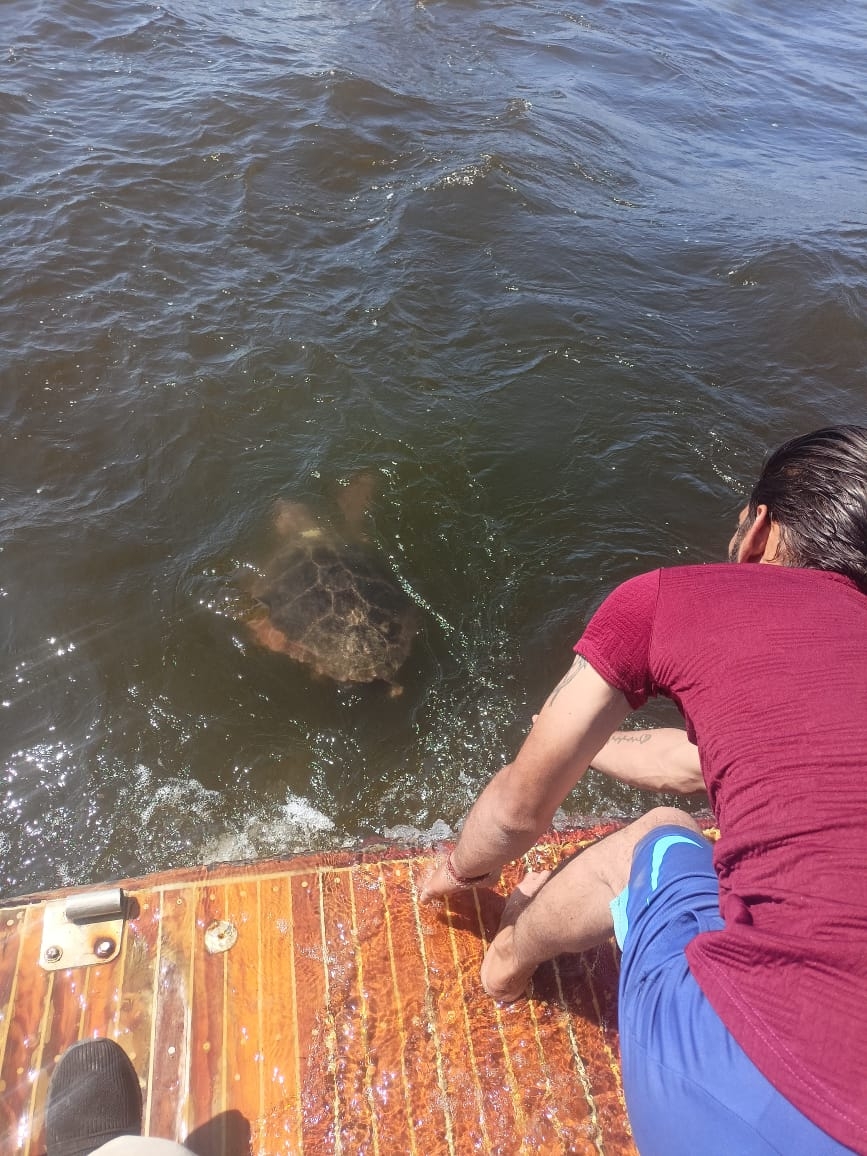 Egypt releases Greek-tagged loggerhead turtle in Mediterranean conservation effort