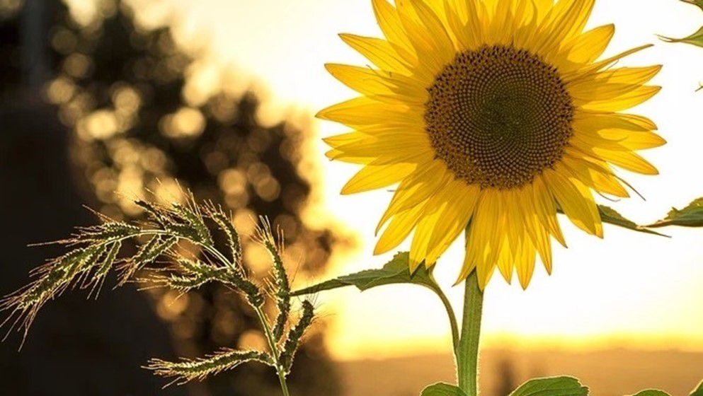 Astronomical Start of Summer Next Saturday - Jordan News