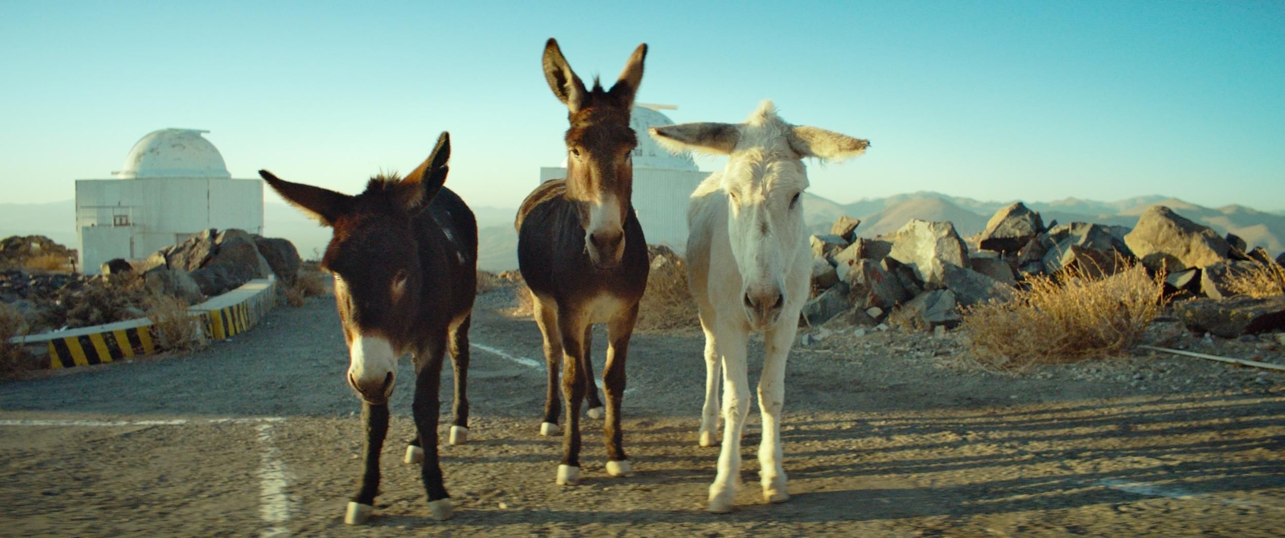 Short Films That Challenge Perspectives: Highlights from the 27th Encounters Festival