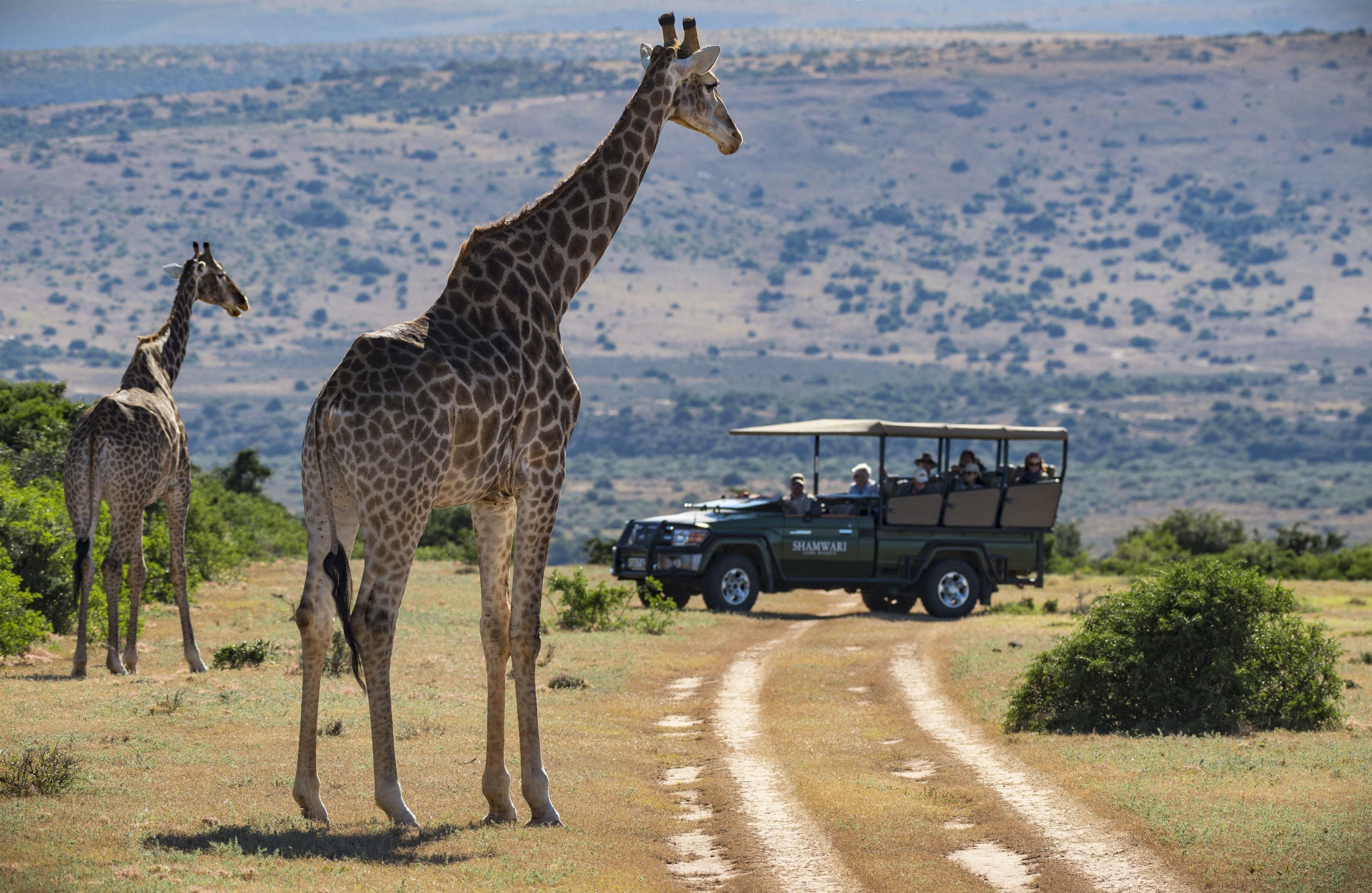 Now is the time to notice the giraffe
