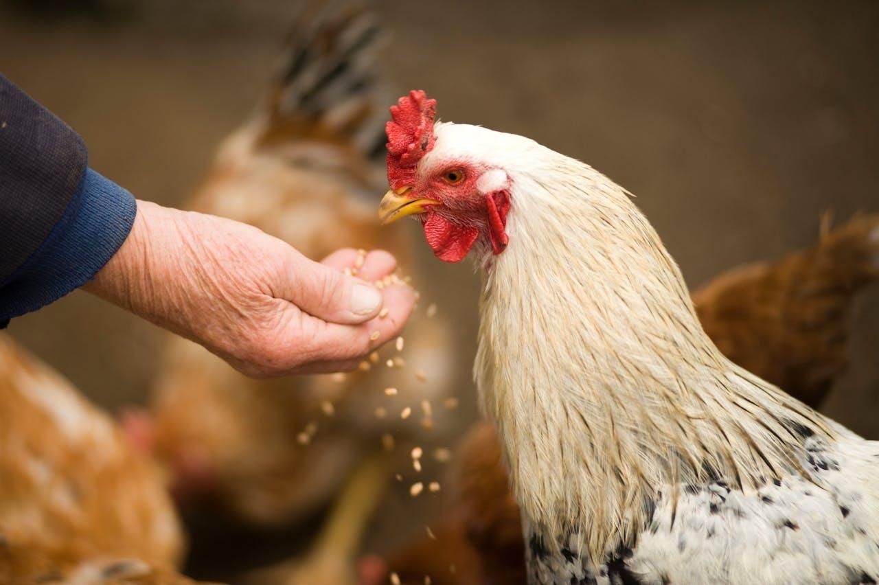 South Africa secures chicken imports from the US amid bird flu crisis