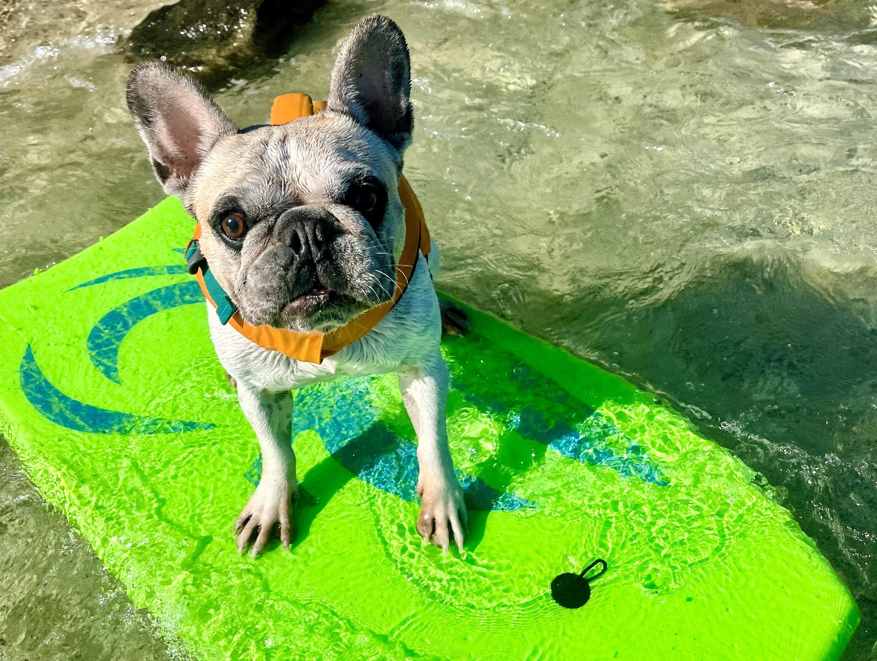 How a French bulldog who surfs ended up a movie star