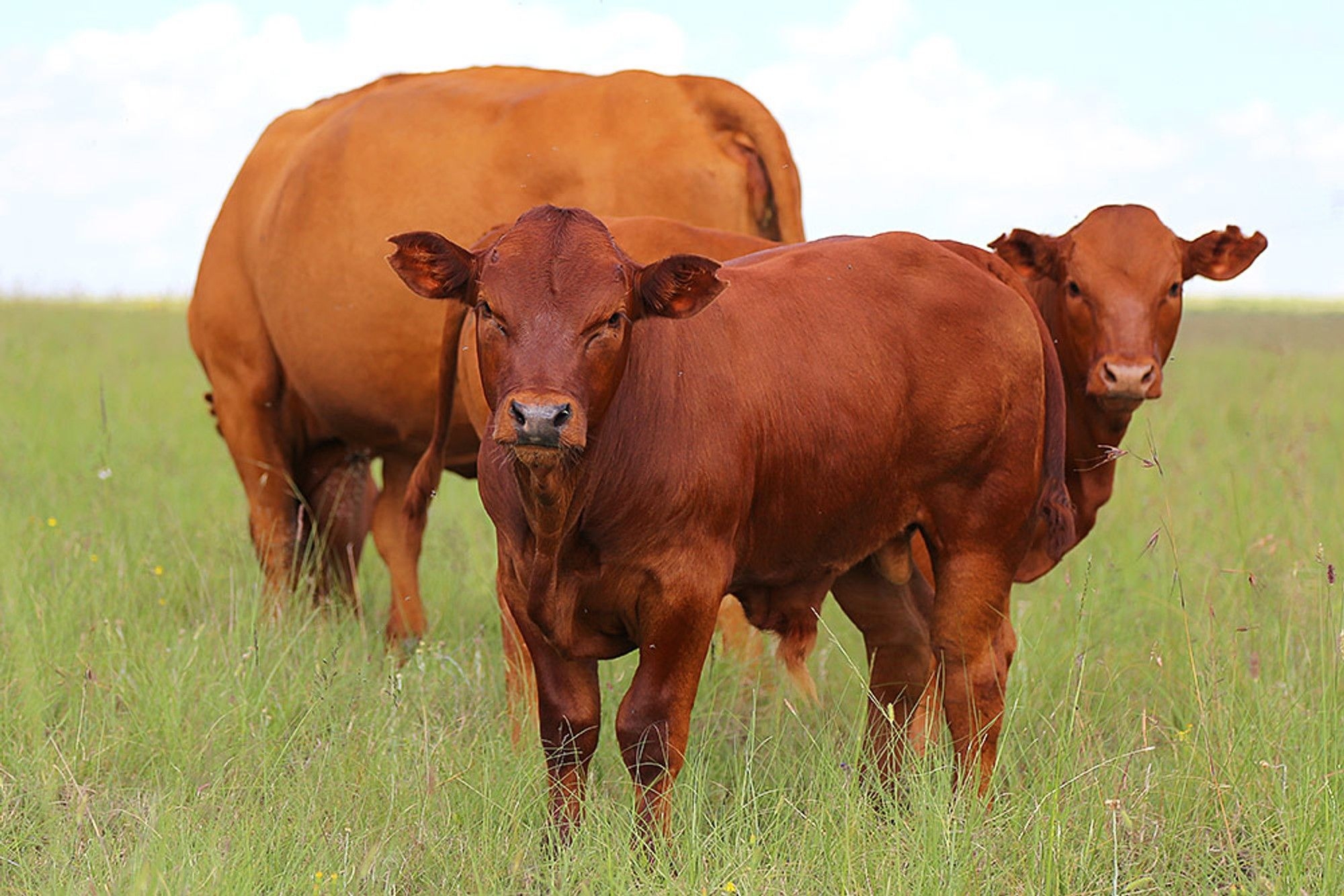 Red Meat Industry Services activates Operational Centre in response to Foot and Mouth Disease outbreak
