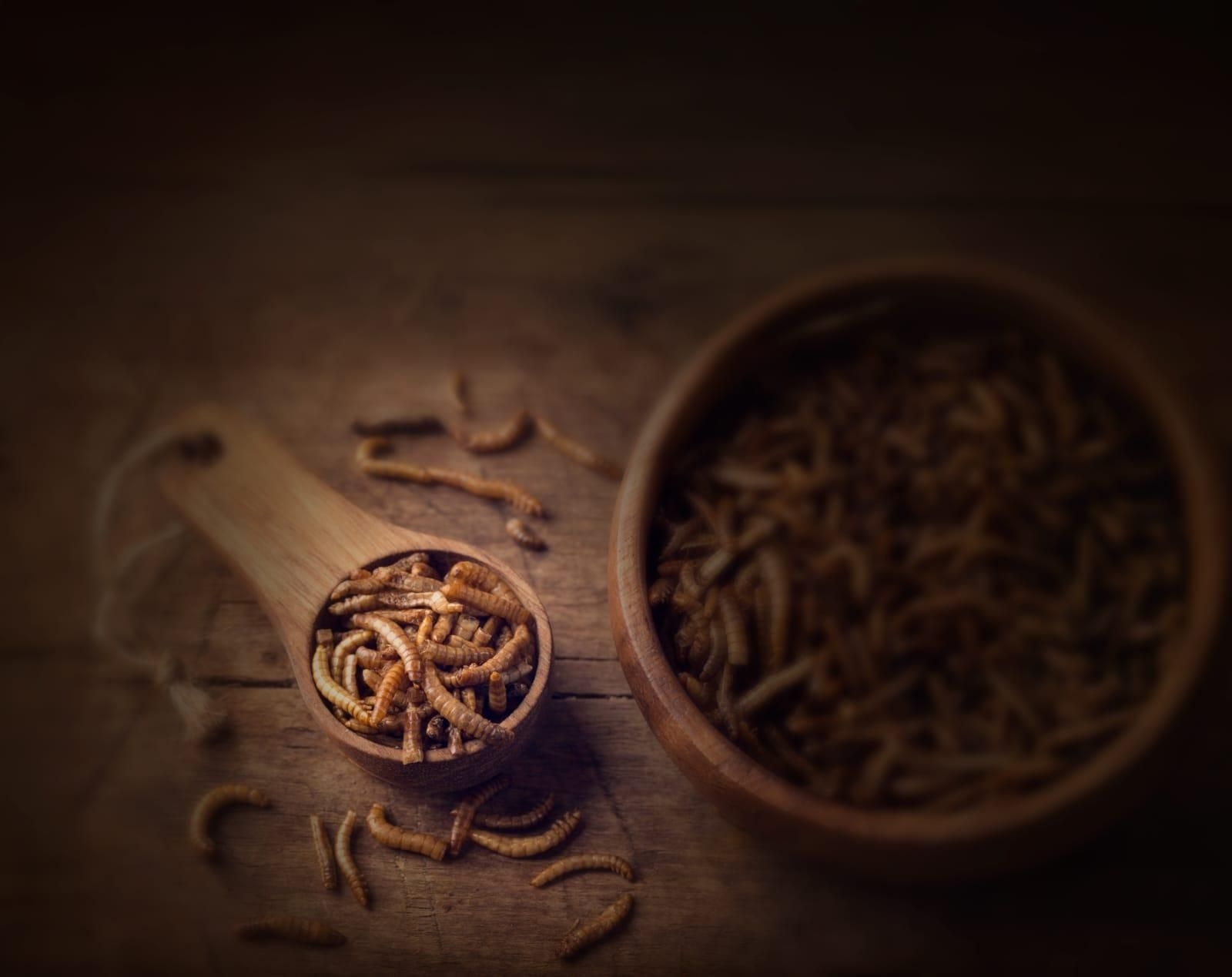 The future of food: Can eating insects solve global food insecurity?