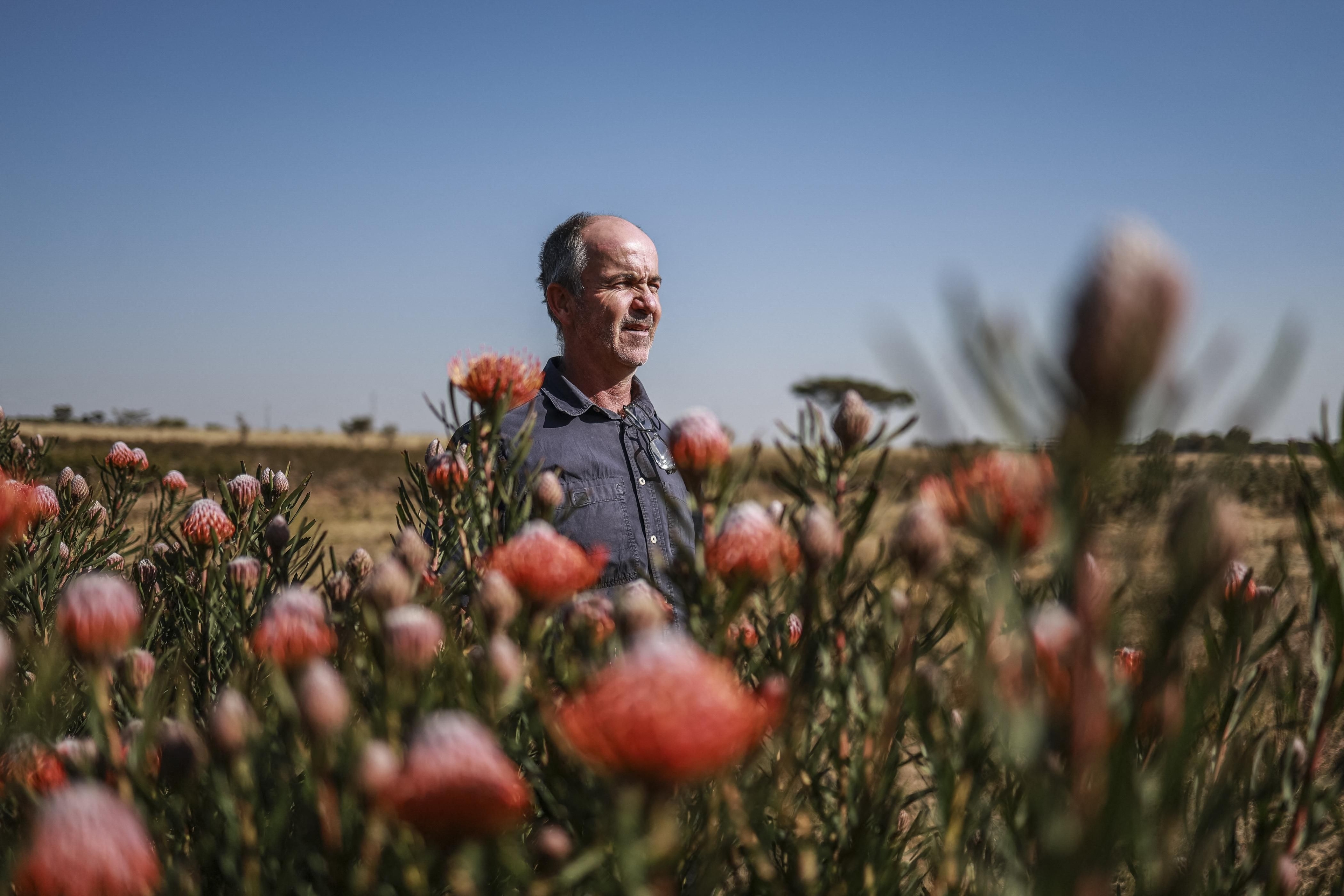 SA's iconic protea flower relocates as climate warms