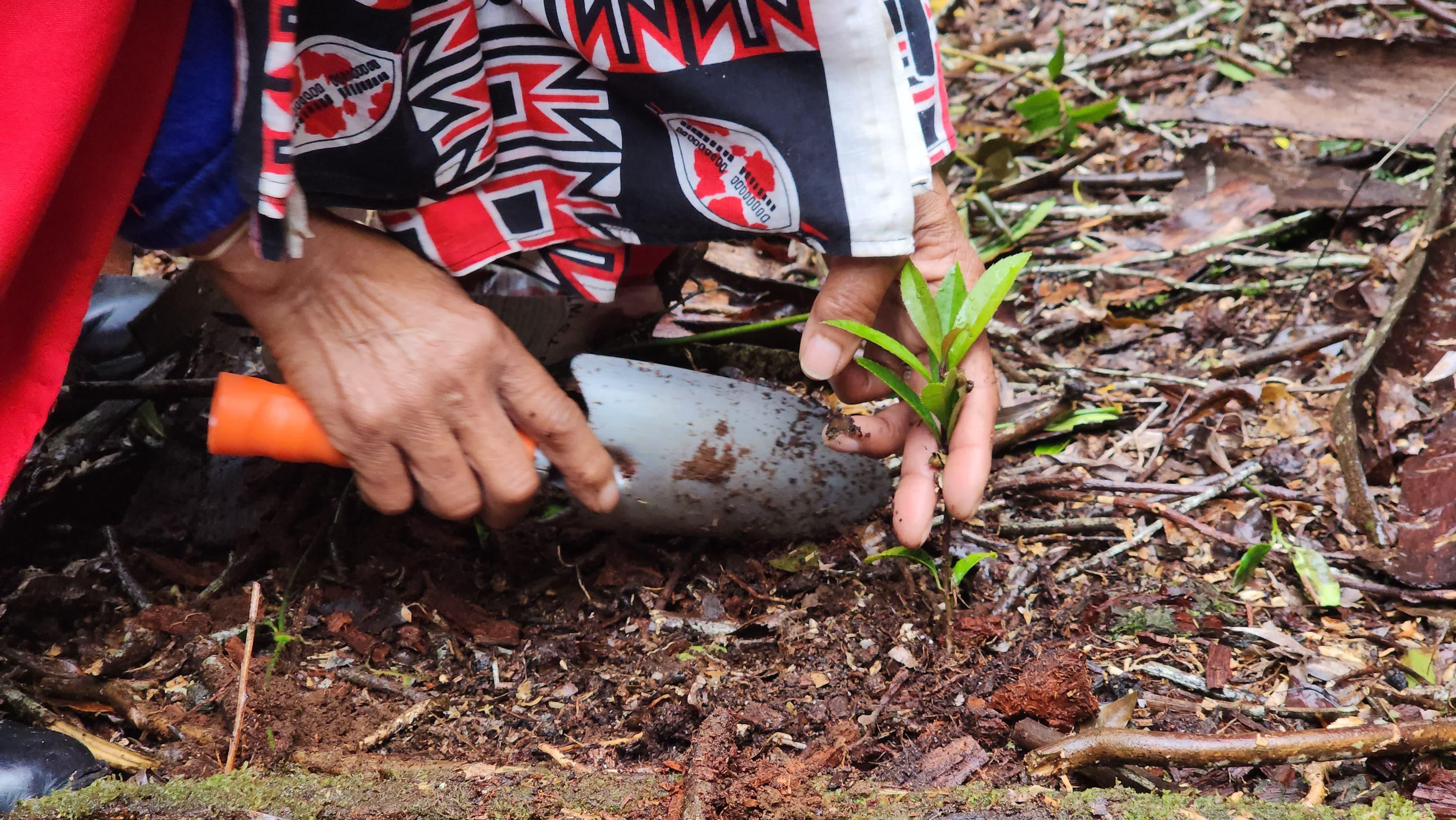 SANParks launches tree planting initiative to restore Newlands Forest
