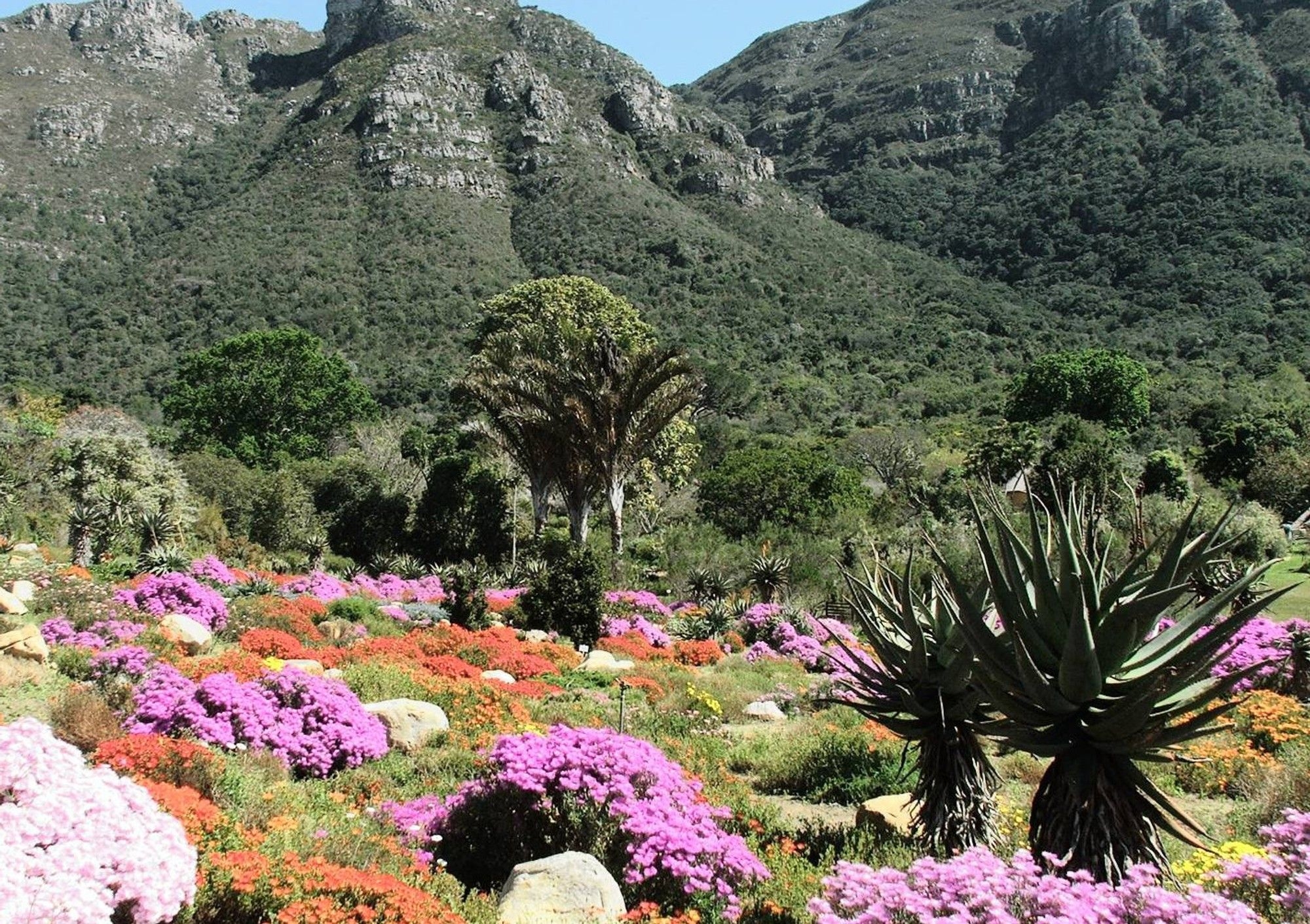 International Day of Yoga comes to Kirstenbosch