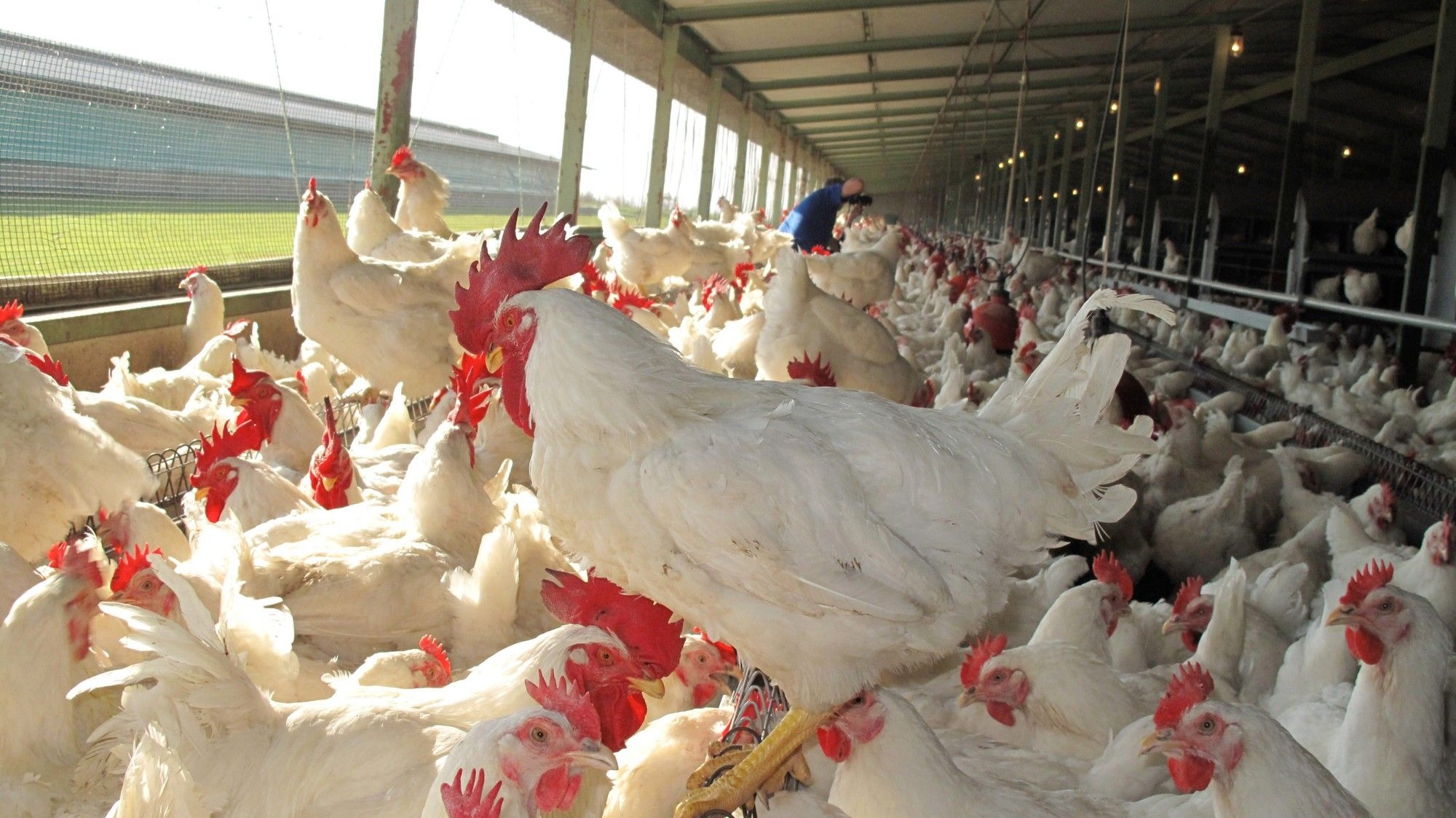 South Africa partially lifts poultry import ban from Brazil, producers rejoice