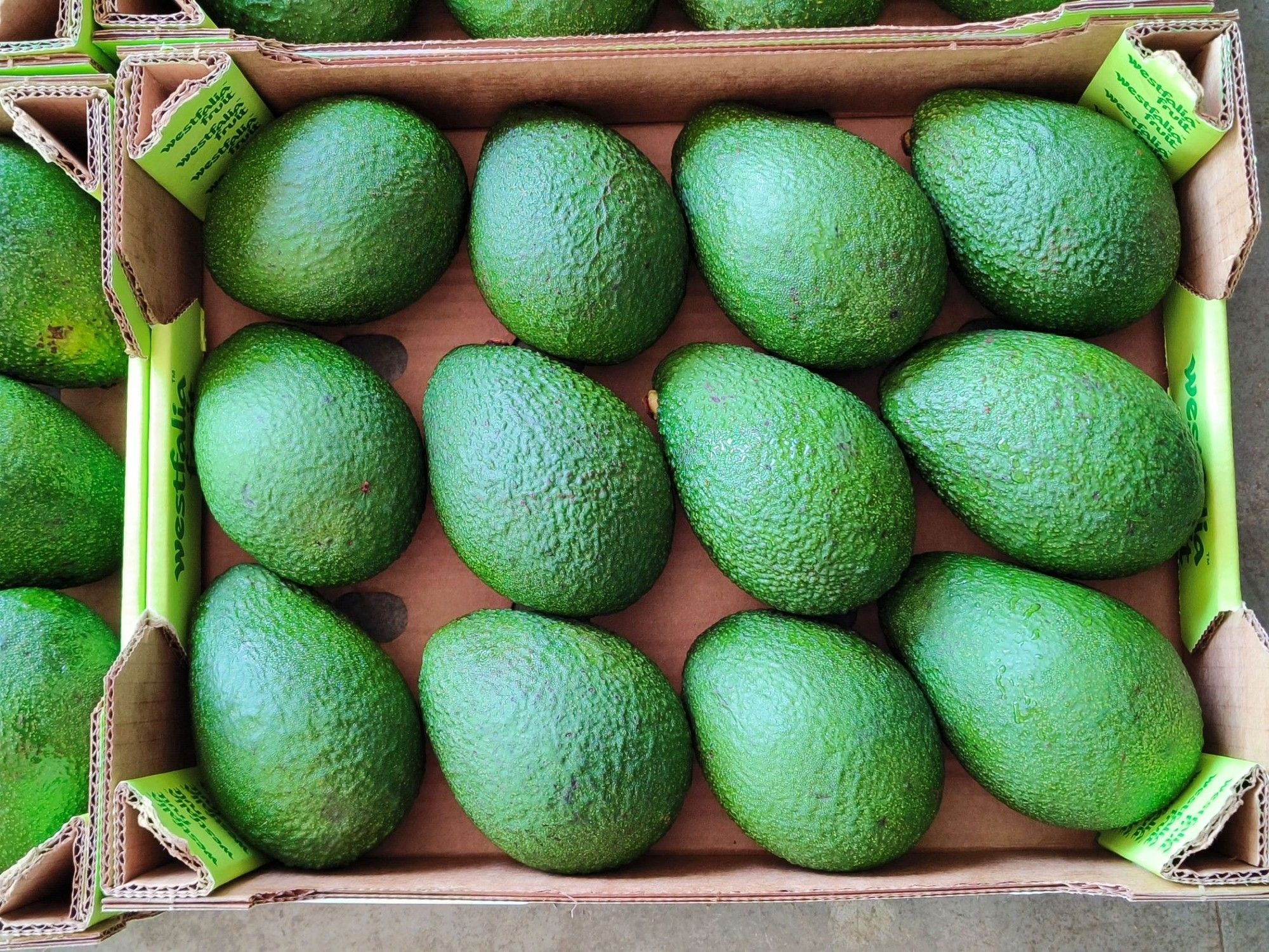 Chinese Ambassador Wu Peng delighted over South Africa's avocado shipment to China