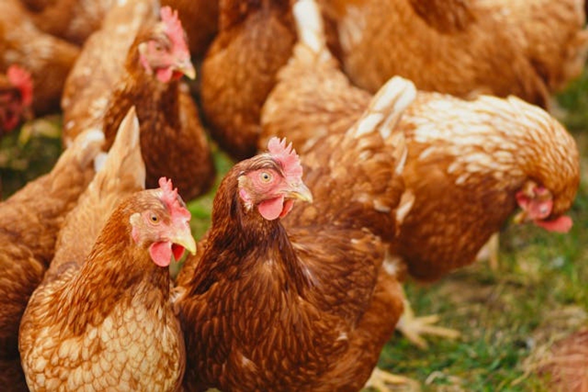 South Africa eases poultry ban : Relief in sight for struggling households