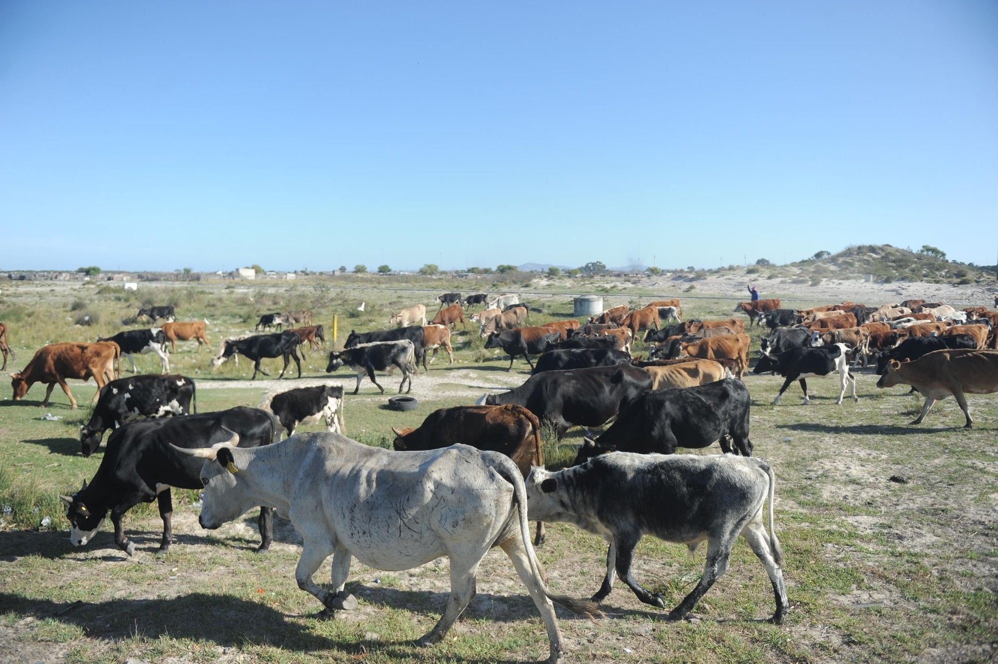 South Africa rolls out emergency measures to contain foot-and-mouth disease