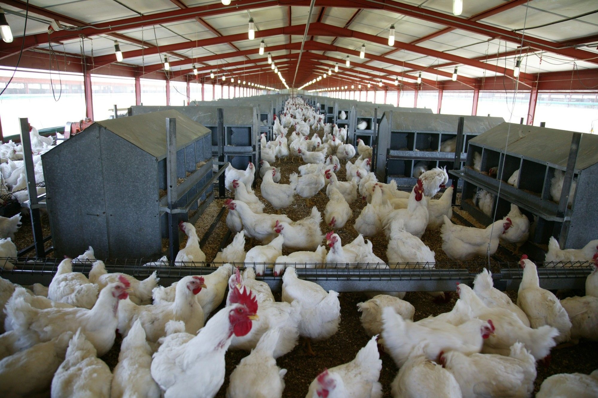 Avian influenza: call for new trade agreement with Brazil on chicken imports