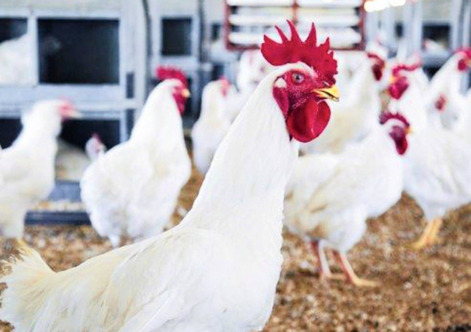 NSPCA takes action against Daybreak Farms over horrific mass animal welfare violations