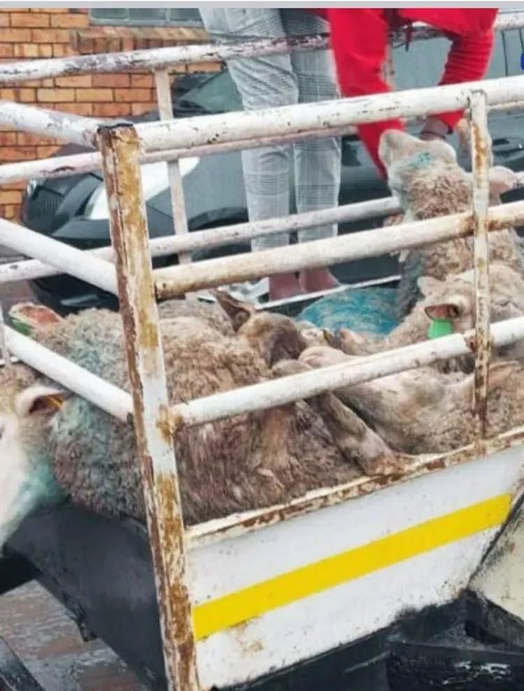 Cape of Good Hope SPCA intervenes in illegal sheep transport