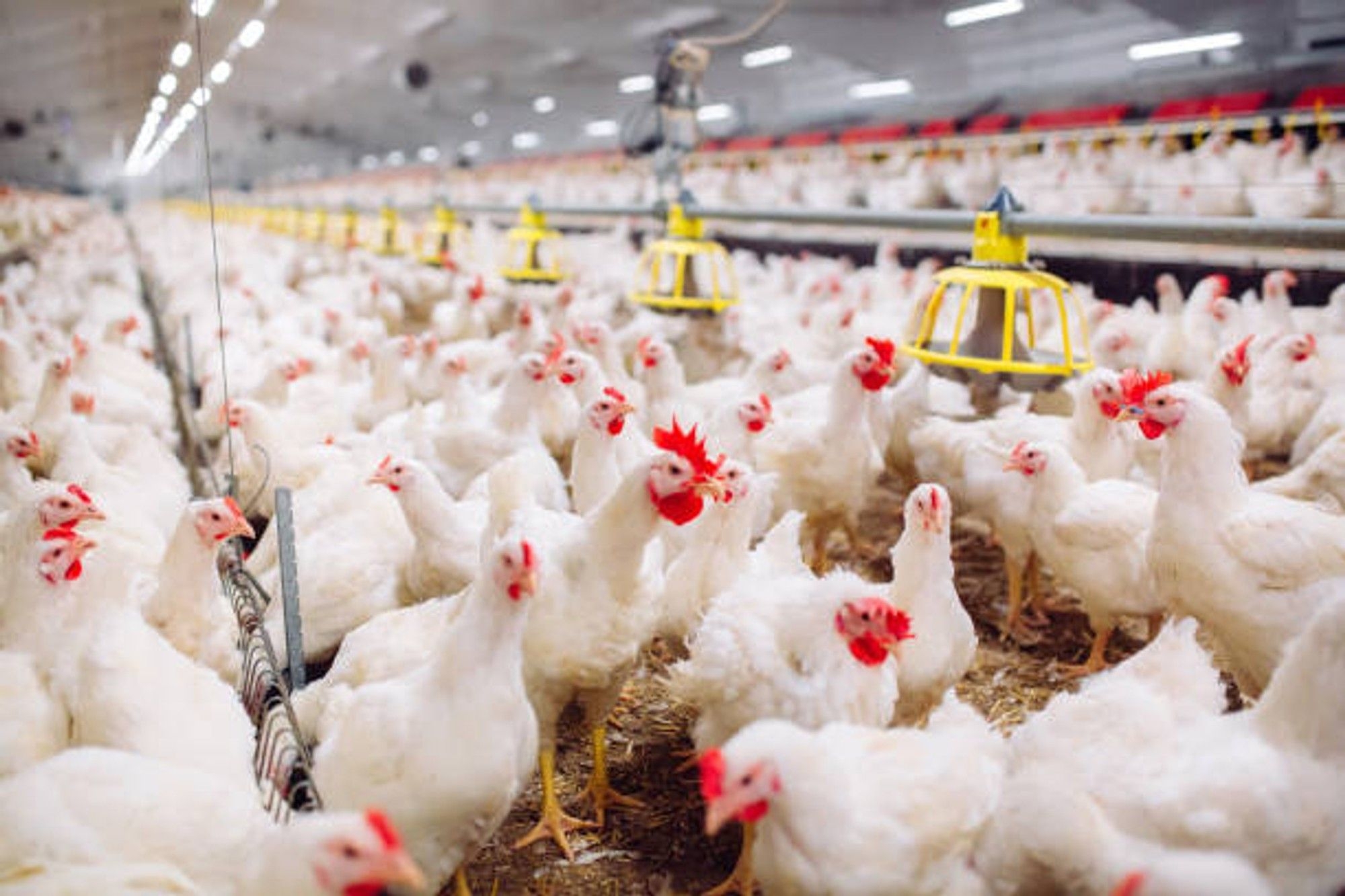 How resuming poultry imports from Brazil can secure South Africa's food future