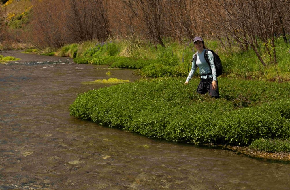 NZ Alpine Springs Under Threat From Fast-Spreading Weeds