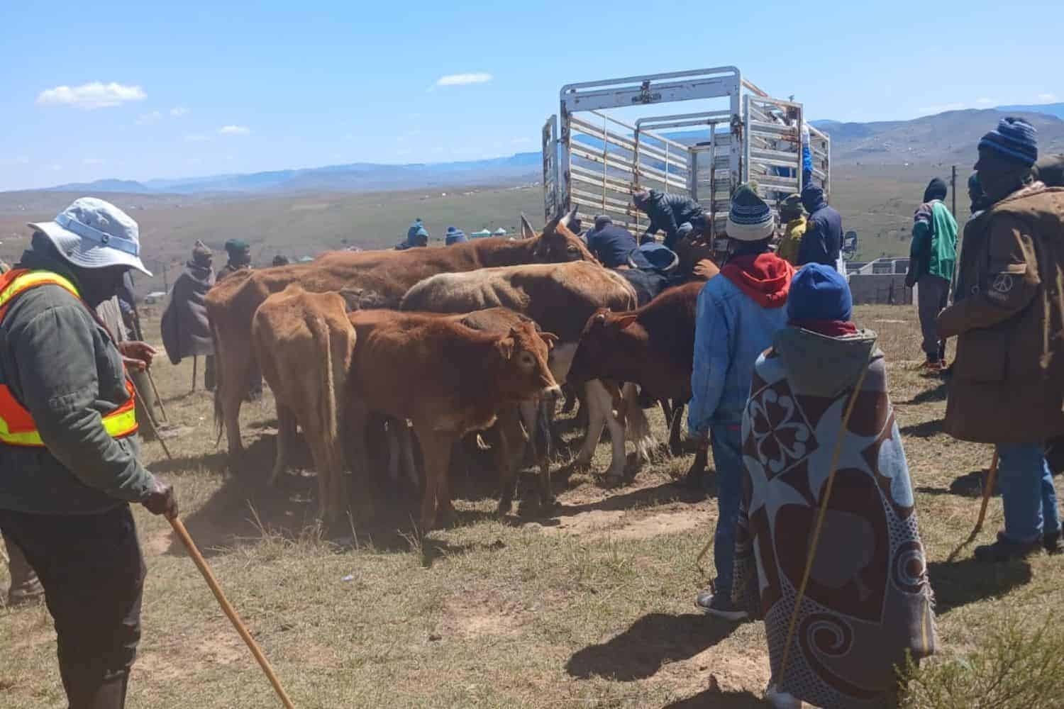 Stock theft crisis: Police struggle to return livestock to owners