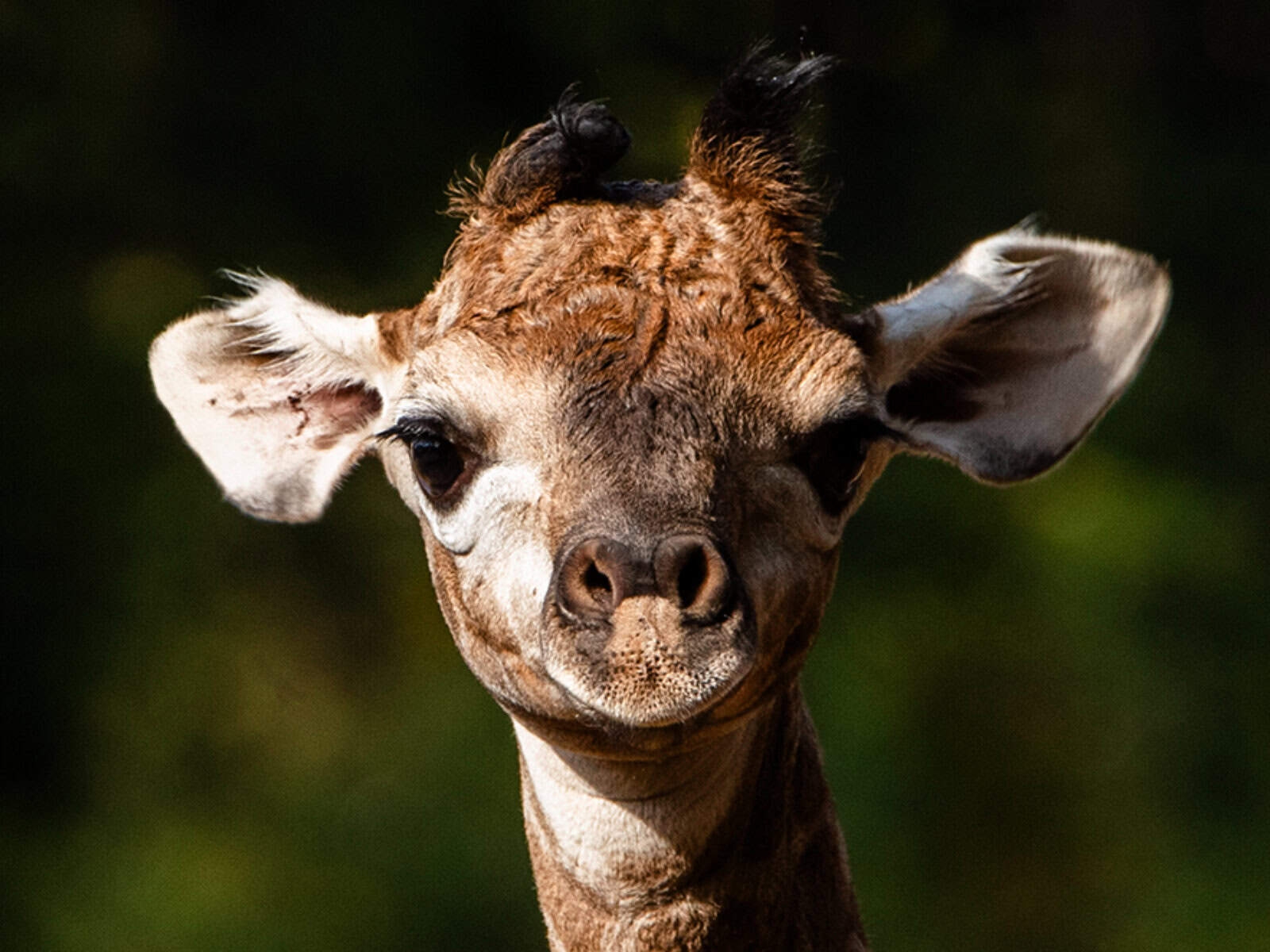 Calf at Pretoria Zoo born in time for ‘longest' global day of recognition