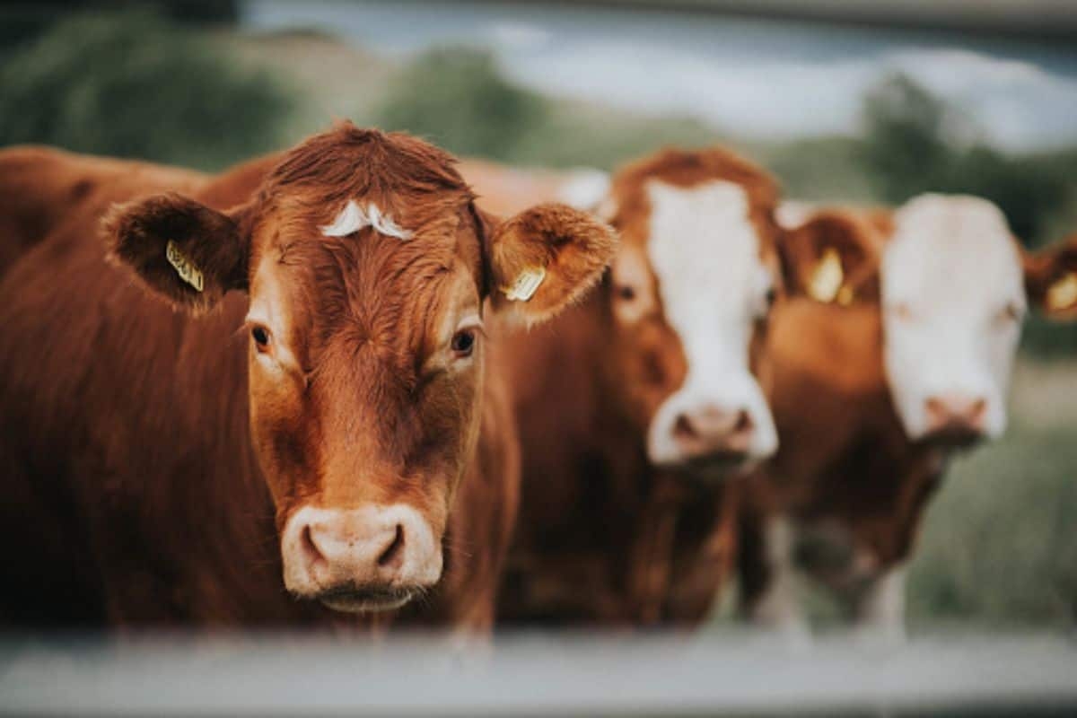 Centralised operational centre to deal with the FMD crisis set up