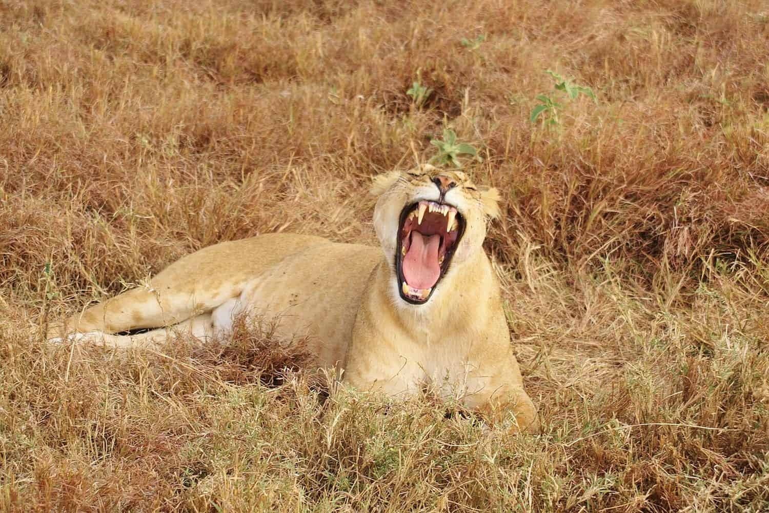 Woman tells of how she tried to fight off lion with her fists after it attacked her husband