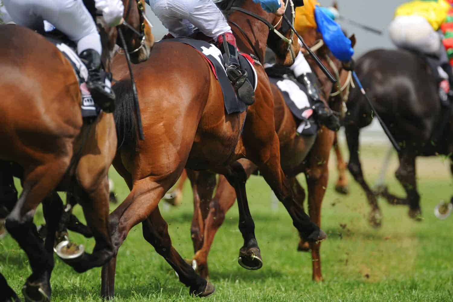 Future Swing to cement his Durban July berth
