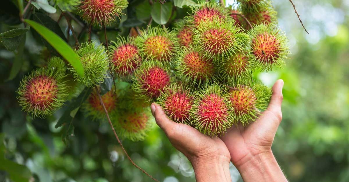 Rambutan Health Benefits and Nutritional Facts