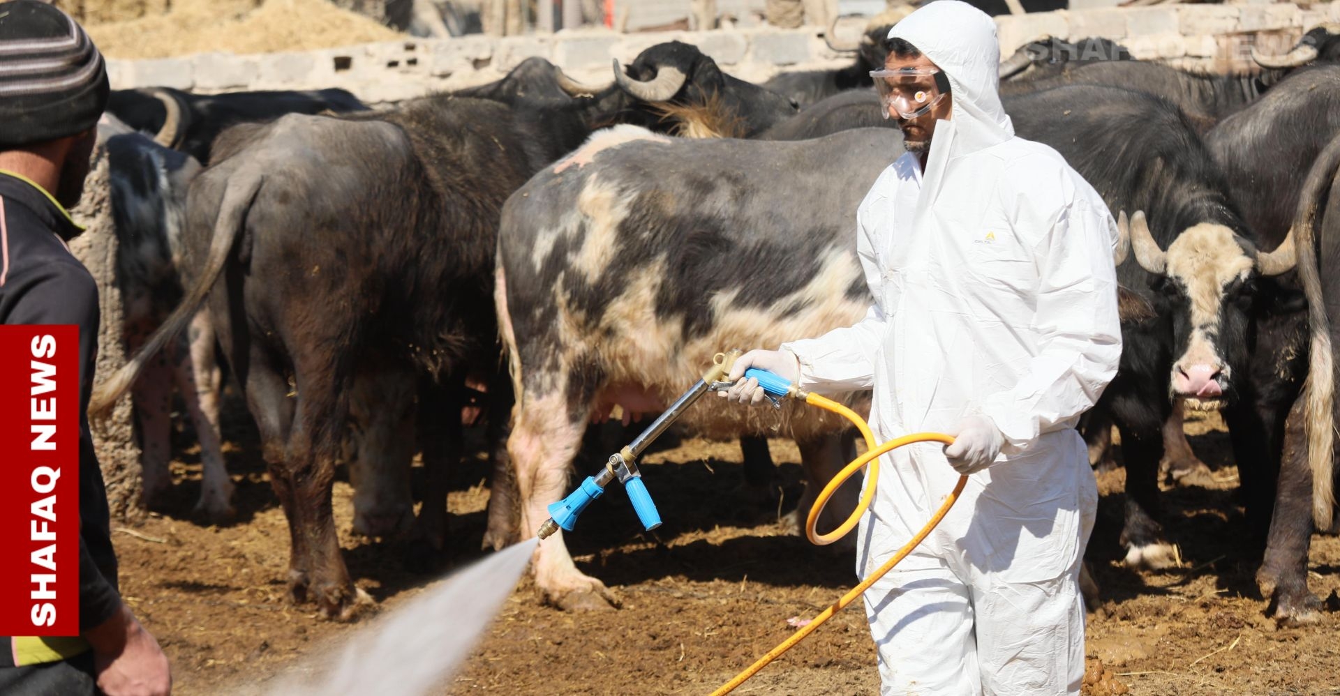 Iraq's butchers bear the brunt of CCHF Crisis