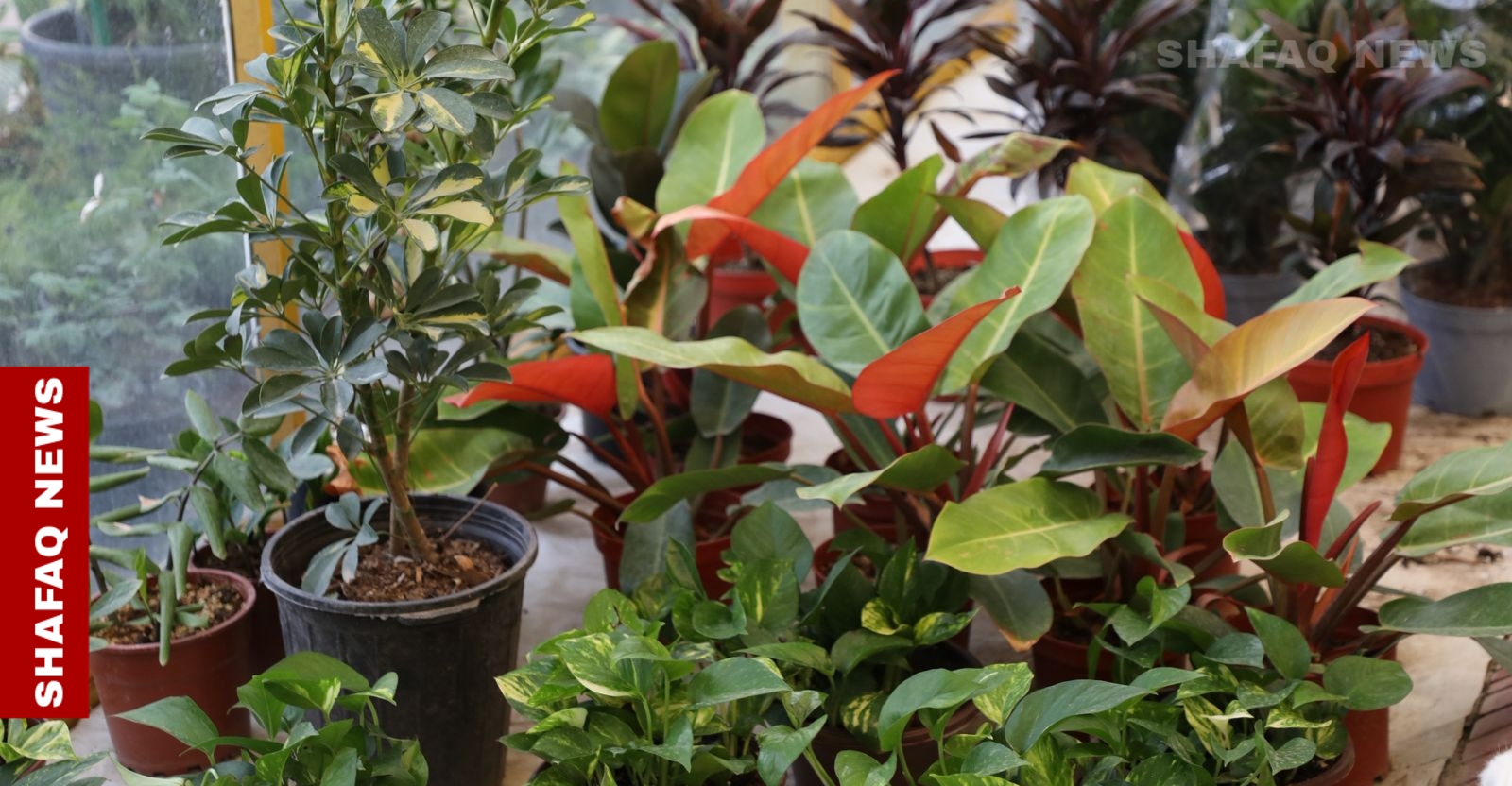 Parks to Pots: Baghdadis turn to houseplants