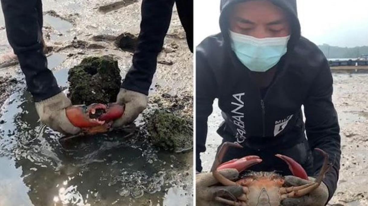 "Don't bluff lah" - Skepticism arises as TikToker posts video of him catching 800g crab at Yishun Dam