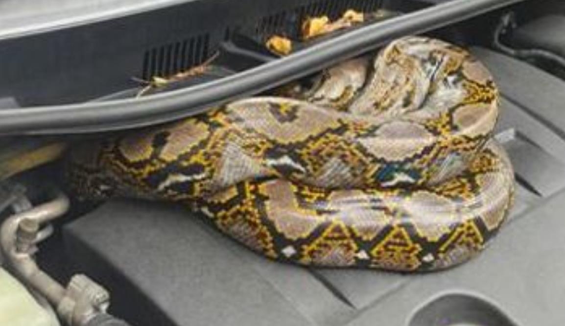 Huge snake found coiled inside car engine at Ubi Avenue workshop