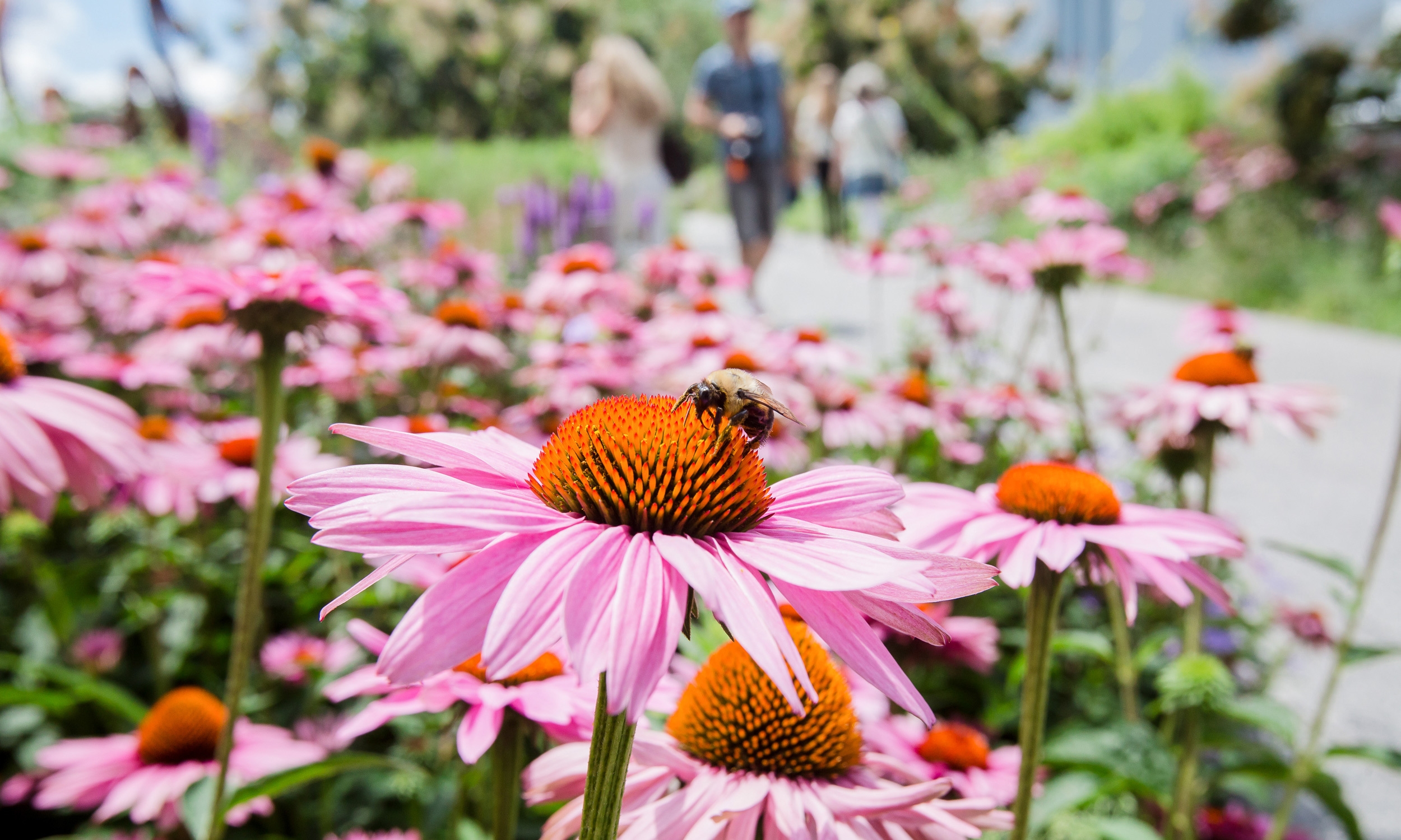 The High Line is turning into a free open-air science museum for the summer
