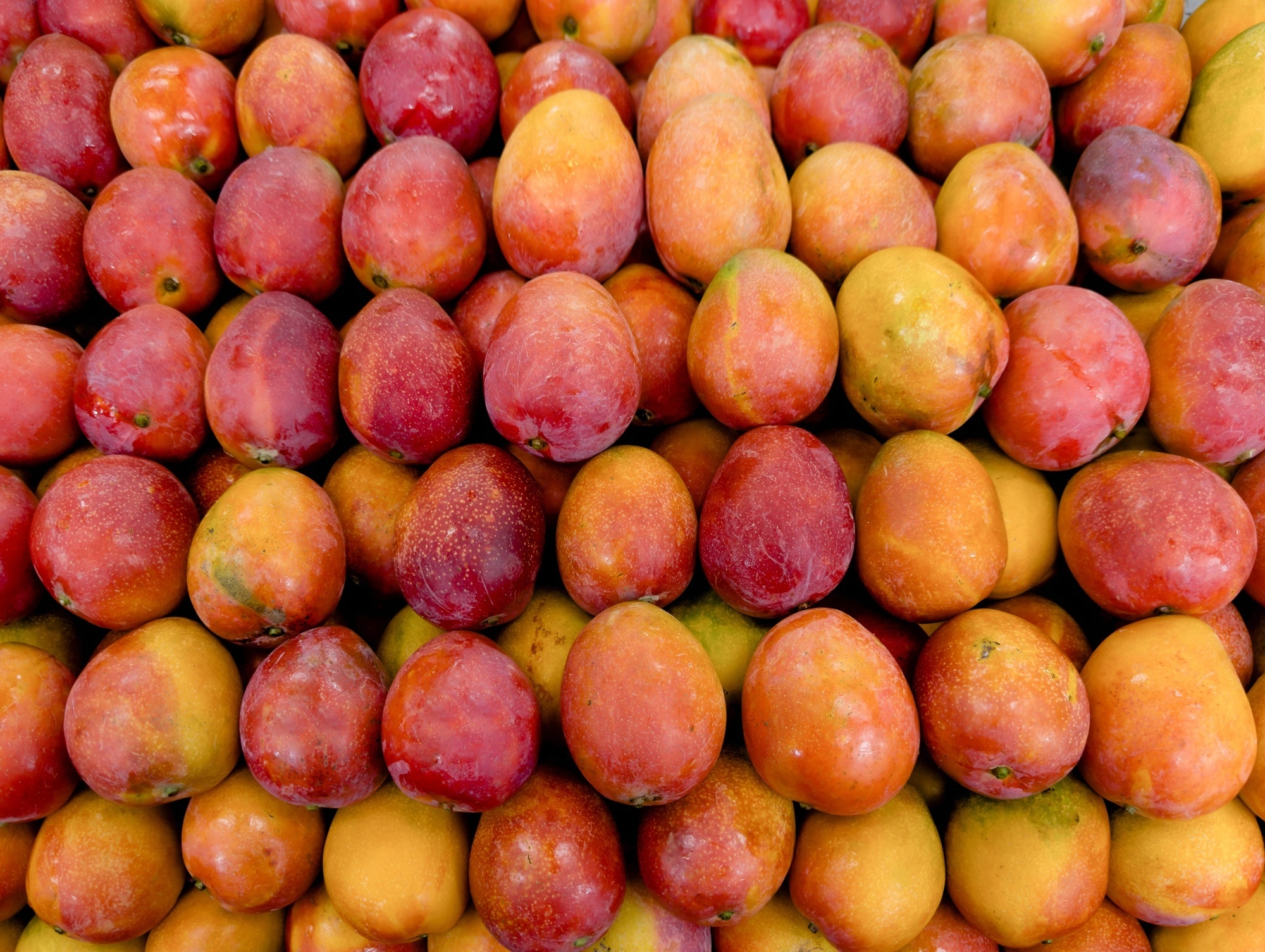 These Miami restaurants are letting you pay with mangoes—yes, really